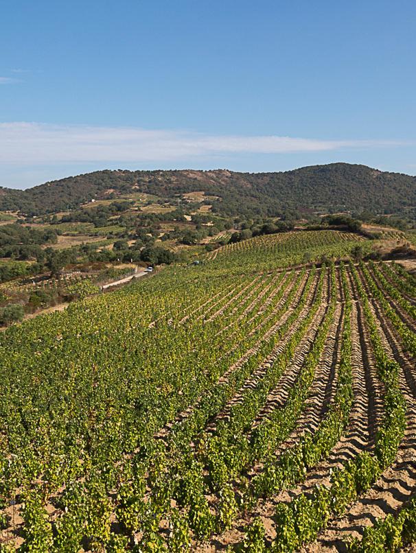 I piemontesi scoprono il buon vino 