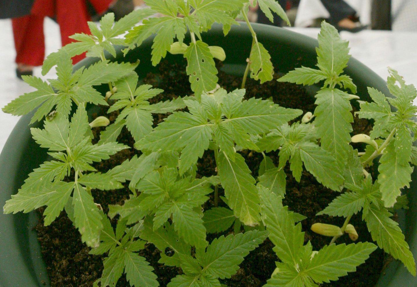 Consegna la marijuana e incastra il figlio 