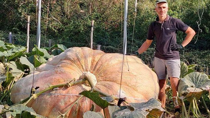 Ecco la zucca gigante che insidia il record del mondo (1,2 tonnellate)