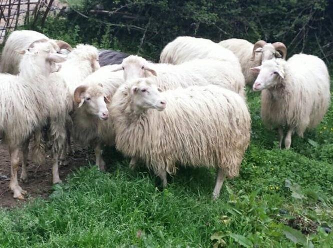 Lingua blu anche a Oristano centinaia i capi sequestrati