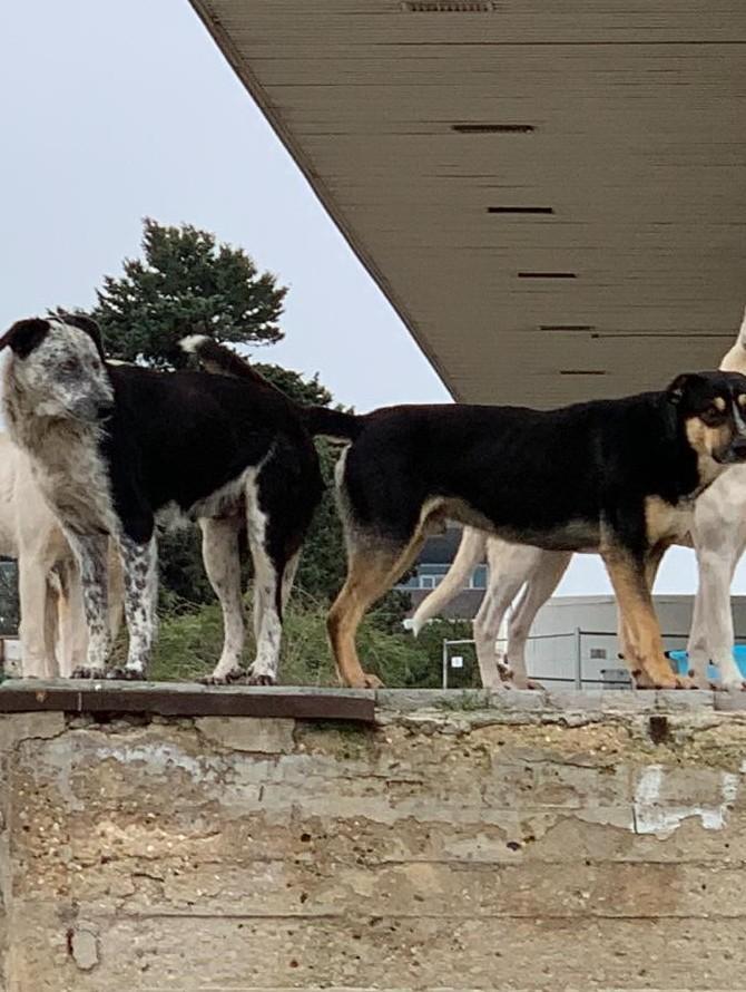 Olbia, appello alla politica: «Troppi abbandoni, più attenzione a cani e gatti» 