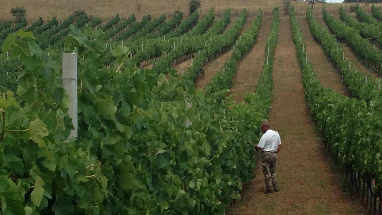 Il ritorno dei ladri d’uva: razzie in decine di vigne a Macomer