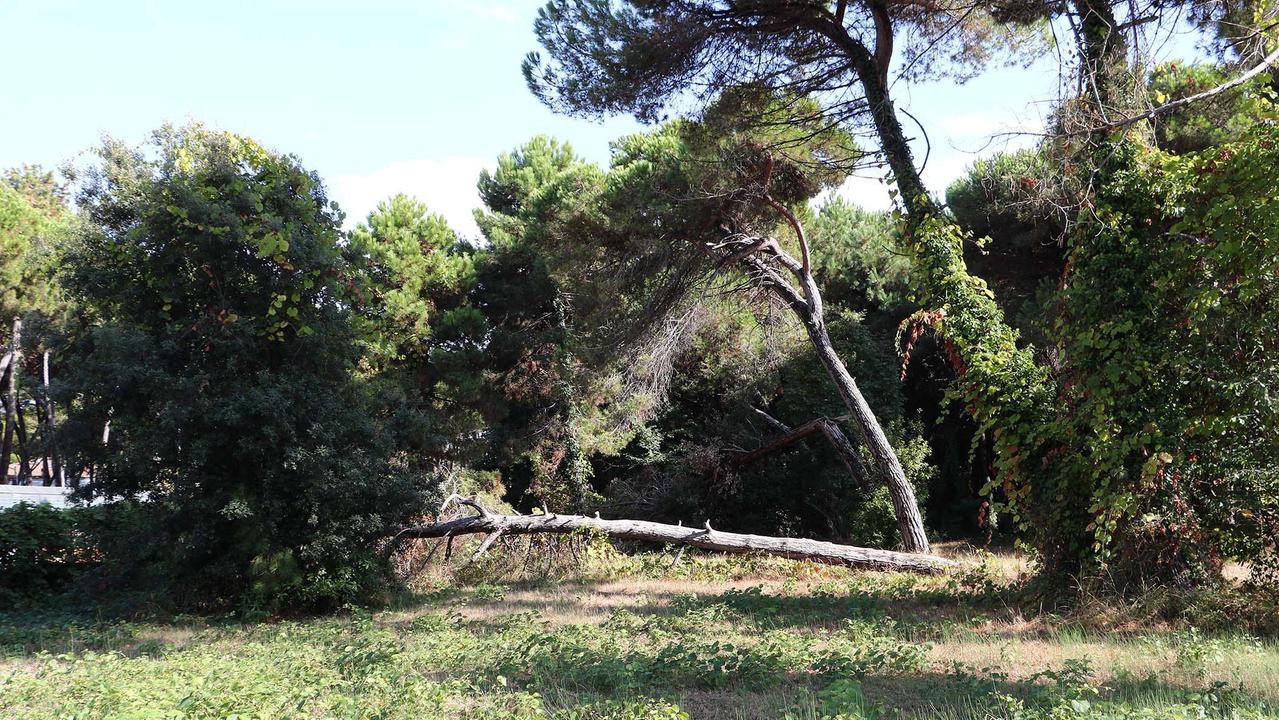 Al camposcuola ci sono i lavori, all’Ugo Pisa sono caduti venti alberi