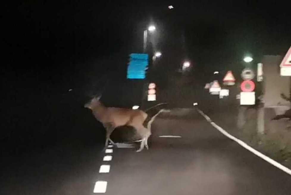 Un cervo in mezzo alla strada: il pericoloso incontro di notte 