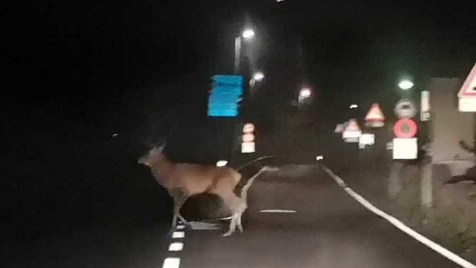 Un cervo in mezzo alla strada: il pericoloso incontro di notte