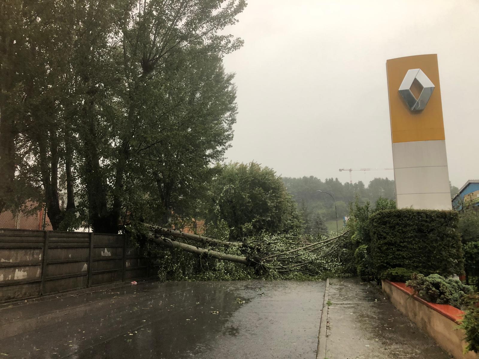 Un albero caduto lungo una strada della Garfagnana