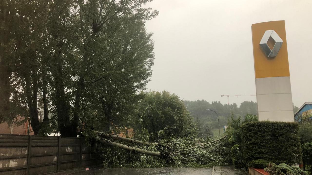 Un albero caduto lungo una strada della Garfagnana