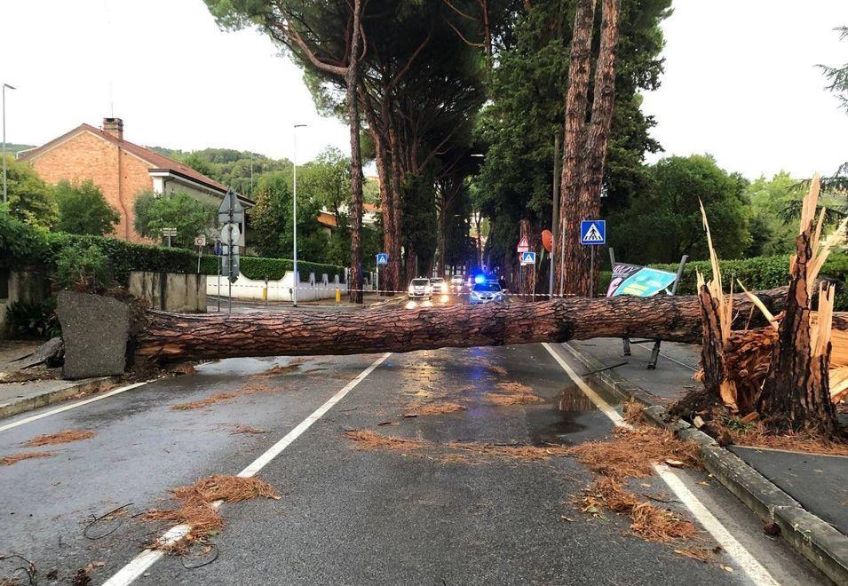 Vile Bustichini bloccato dal pino precipitato sull'altro albero