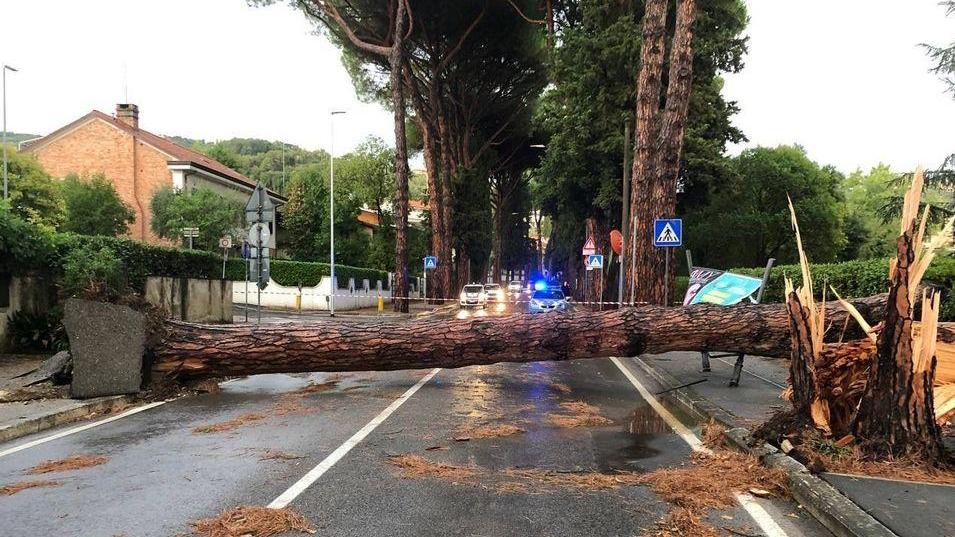 Vile Bustichini bloccato dal pino precipitato sull'altro albero