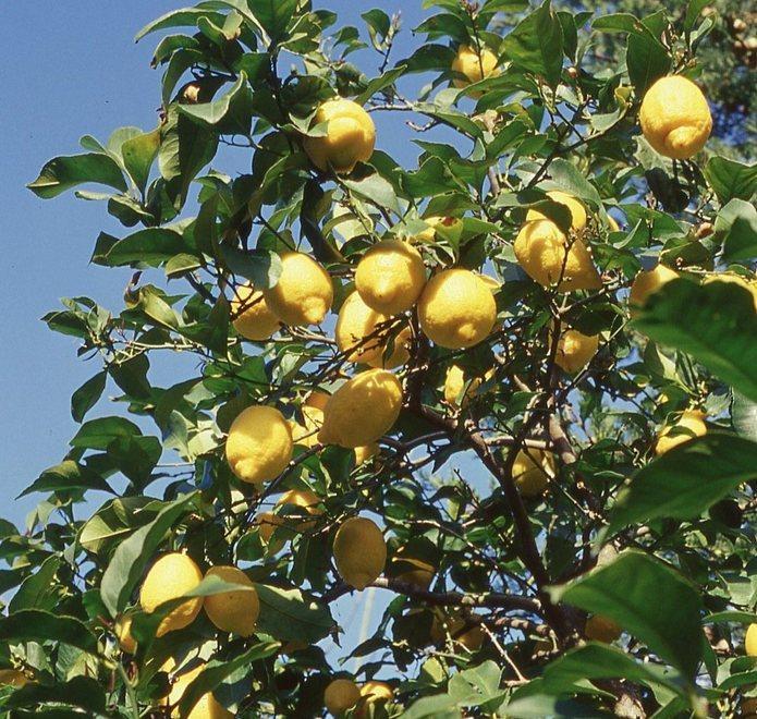 Il giardino delle Osmunde, l’oasi dell’Elba occidentale