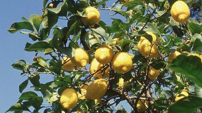 Il giardino delle Osmunde, l’oasi dell’Elba occidentale