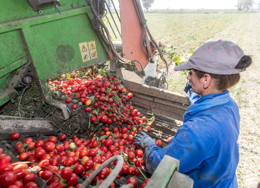 Raccolta pomodoro: la qualità è garantita ma la siccità ha innalzato i costi 
