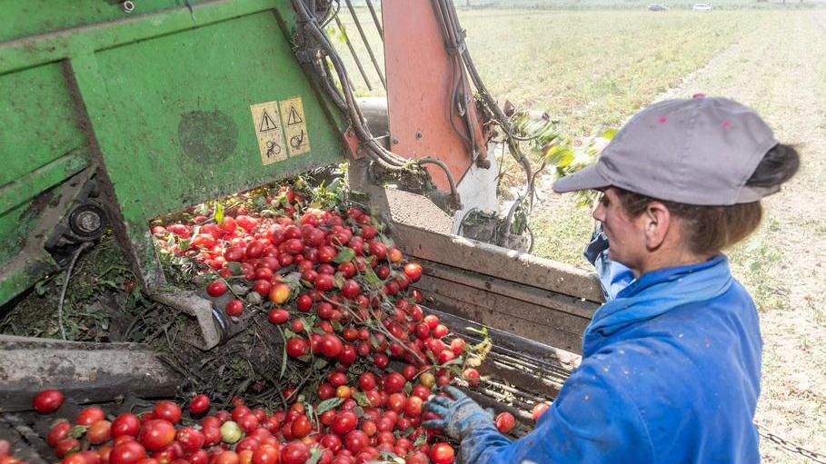 Raccolta pomodoro: la qualità è garantita ma la siccità ha innalzato i costi