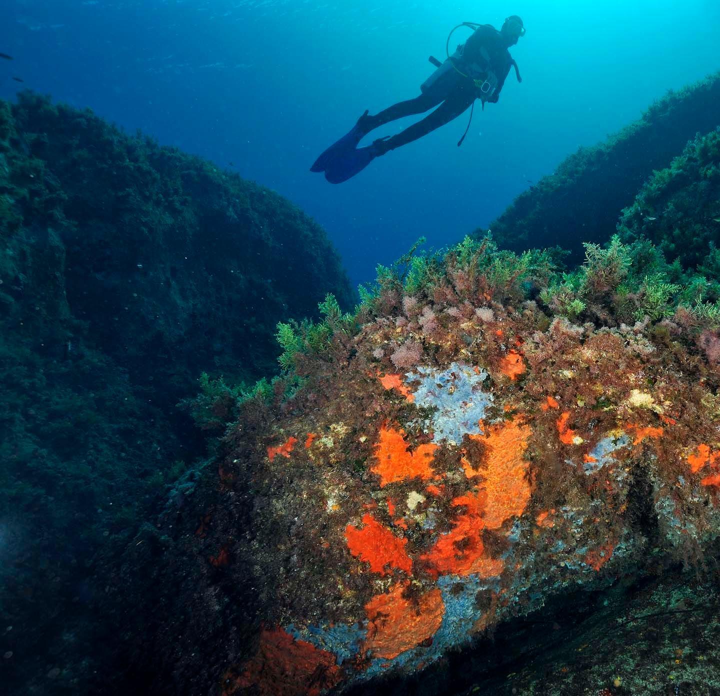Il mare dell’Asinara accoglie i subacquei per tre giorni