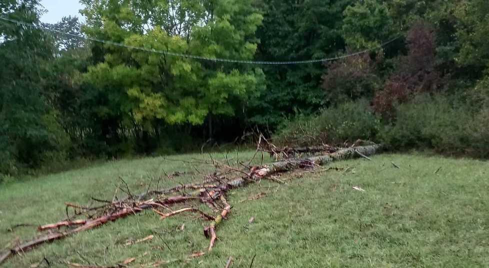 Frassinoro. Sassatella, colpito dal fulmine il pioppo trancia la linea elettrica 