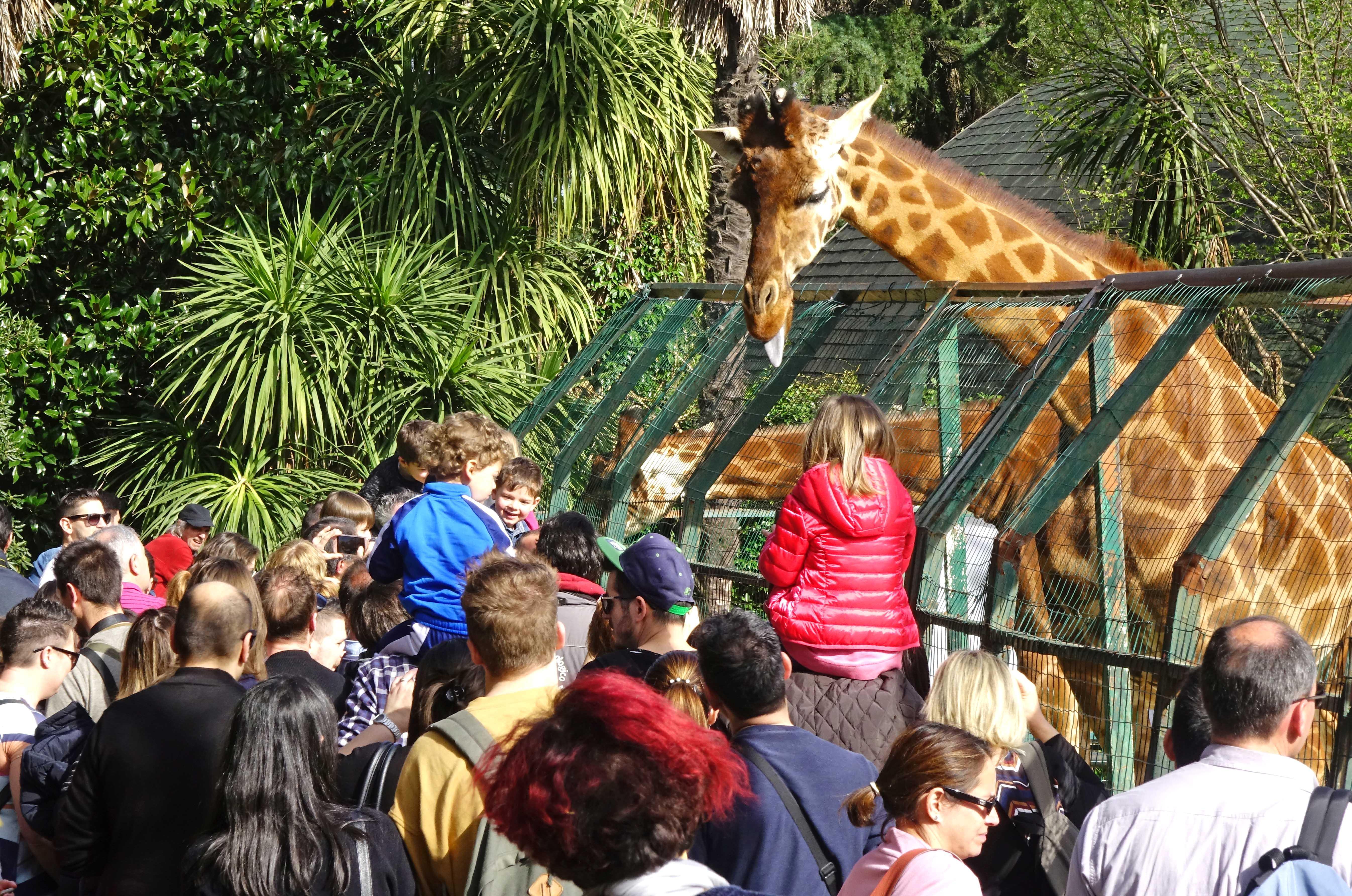 Convenzione con il Comune: lo zoo di Pistoia raddoppia gli spazi 