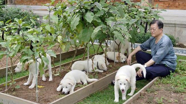 Corea Sud: Moon apre a divieto consumo carne di cane