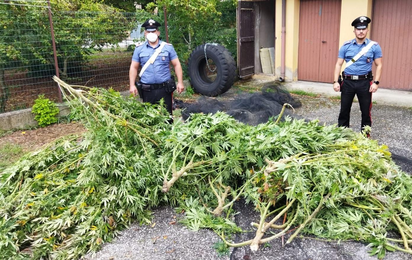 Marijuana nell'orto tra i pomodori, arrestato pensionato