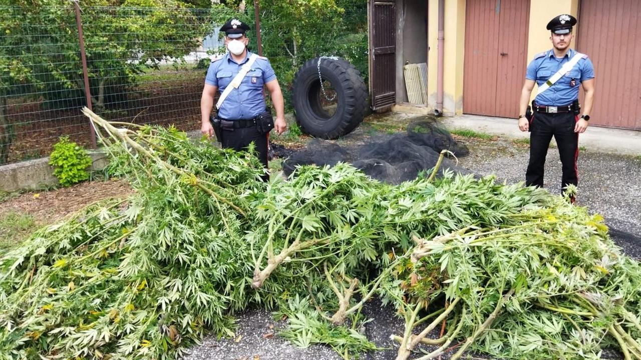 Marijuana nell'orto tra i pomodori, arrestato pensionato
