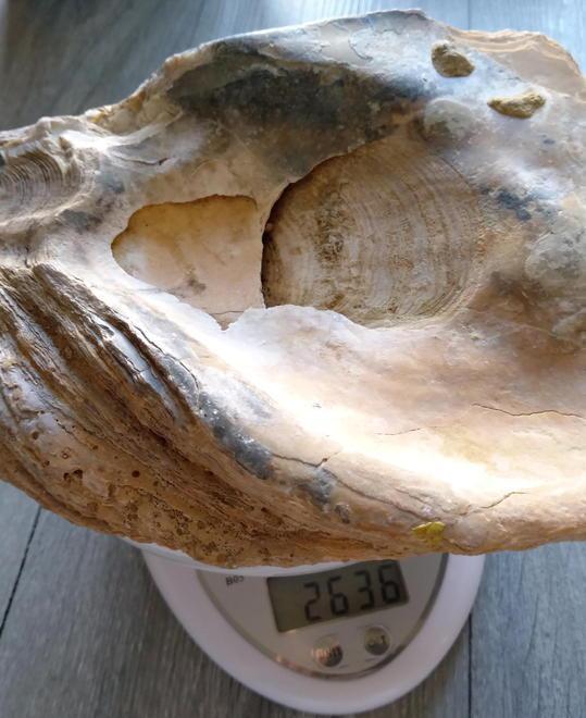 Casaglia, eccezionale scoperta: un’ostrica fossile da record