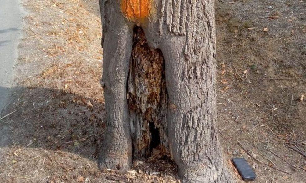 L’amministrazione abbatte gli alberi malati «Sono irrecuperabili»