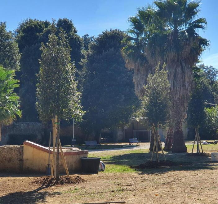 Villa Mimbelli, donati otto lecci dagli organizzatori di Harborea 