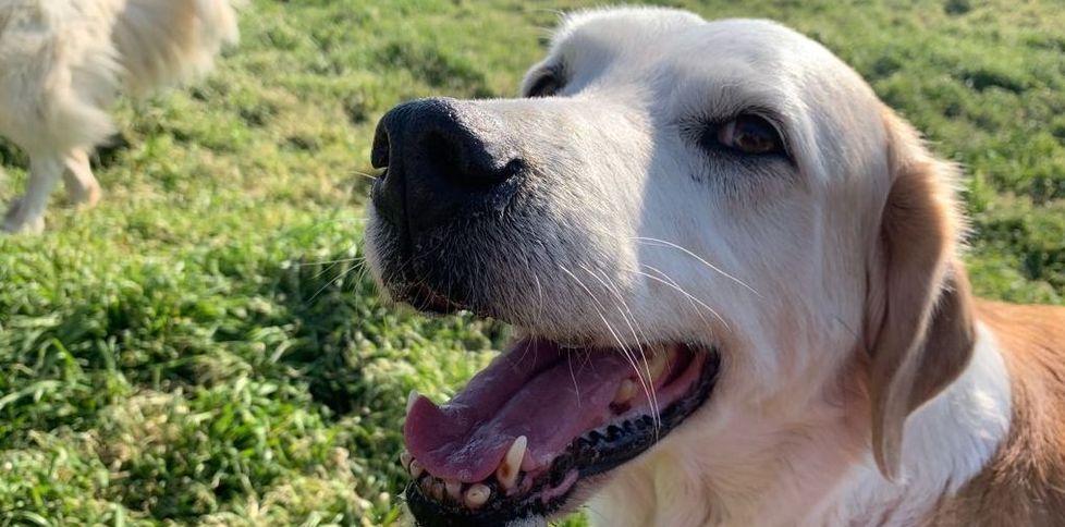 Cane decapitato, vanno avanti le indagini della polizia municipale