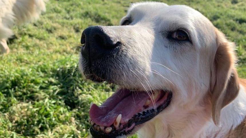 Cane decapitato, vanno avanti le indagini della polizia municipale