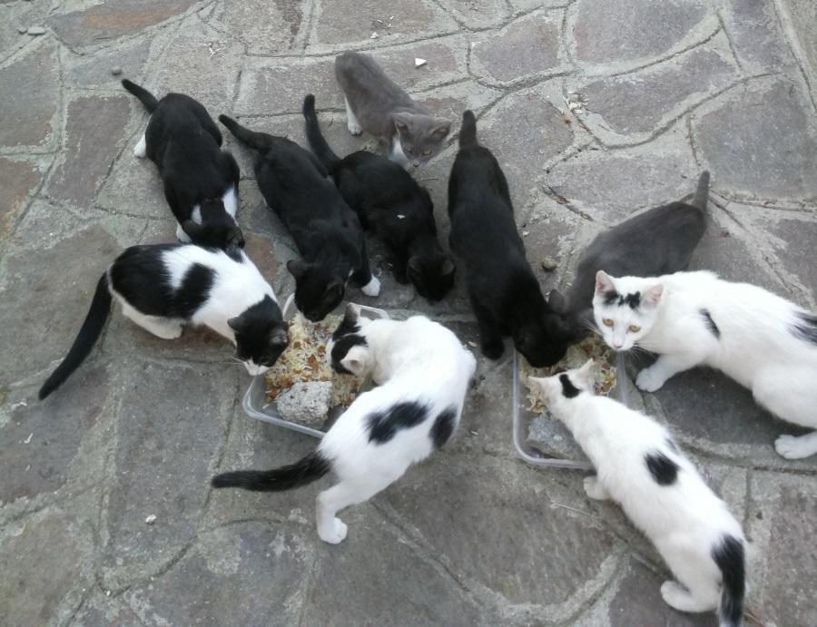 Jolanda, ancora irrisolto il nodo colonie feline. «Sempre in attesa di quell’unica firma» 