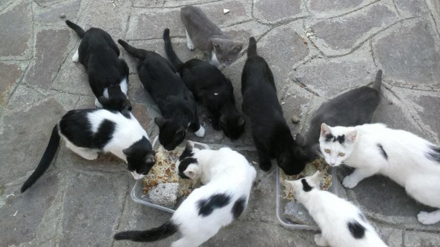 Jolanda, ancora irrisolto il nodo colonie feline. «Sempre in attesa di quell’unica firma»