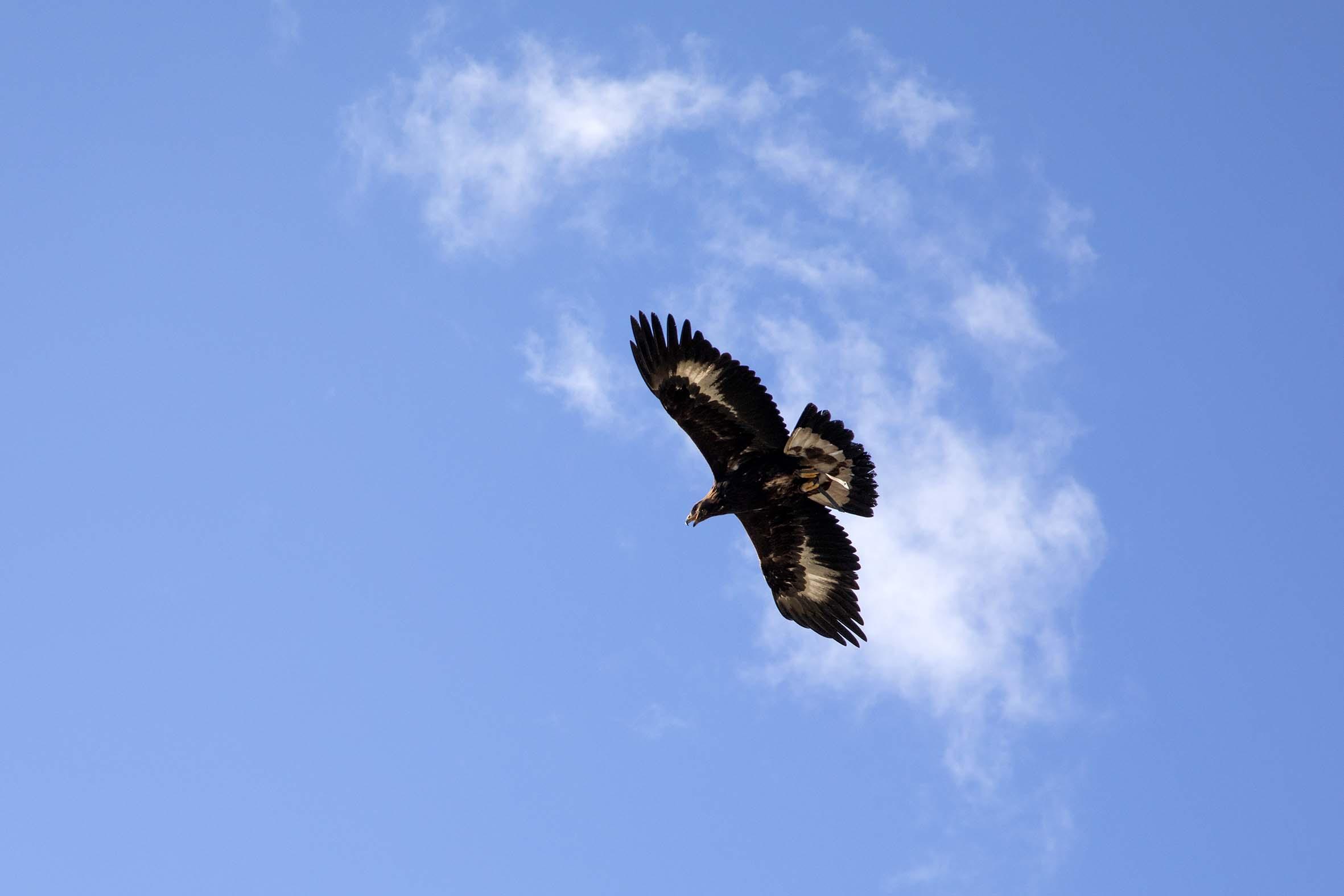 Gli spettacolari volteggi dell'aquila reale liberata nella campagna di Fonni