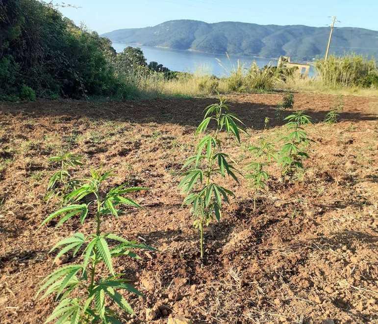 Raid dei ladri nella piantagione di canapa legale 