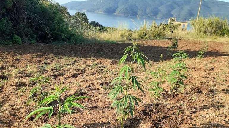 Raid dei ladri nella piantagione di canapa legale