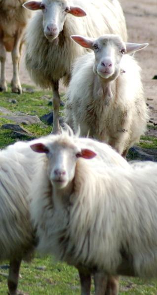 Gli esperti dell’Assl: dopo 2 anni è cessata l’emergenza scrapie 