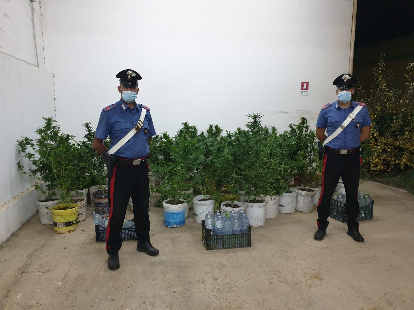 Settimo San Pietro, sorpresi mentre innaffiano piante di marijuana: arrestati