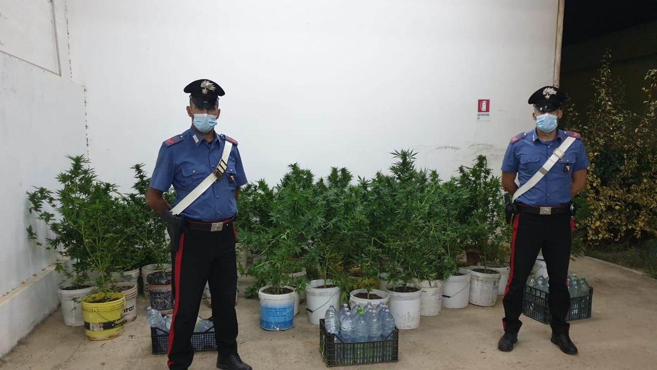 Settimo San Pietro, sorpresi mentre innaffiano piante di marijuana: arrestati