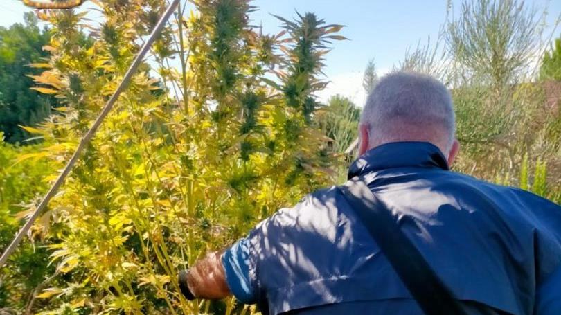 Piantagione di marijuana nelle campagne di Sassari, 50enne arrestato