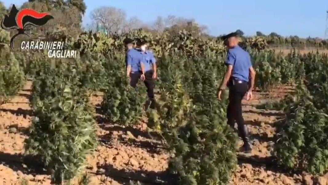 Maxi piantagione di marijuana scoperta nelle campagne di Villasor, tre arresti