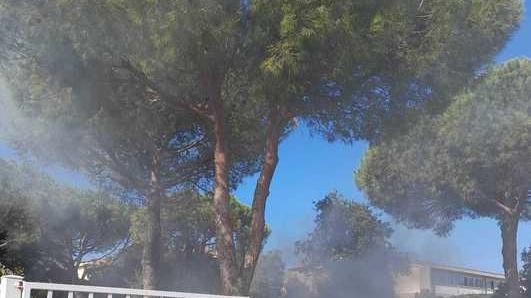 Un cespuglio va a fuoco nel giardino delle Medie
