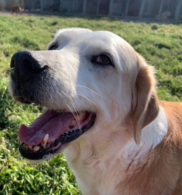 Cane decapitato, proseguono le indagini Reazioni da tutta Italia 