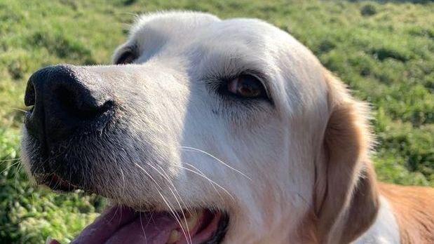 Cane decapitato, proseguono le indagini Reazioni da tutta Italia