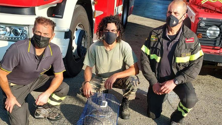 I pompieri salvano un tasso