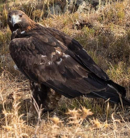 Aquila reale soccorsa e liberata da Corpo forestale e Forestas