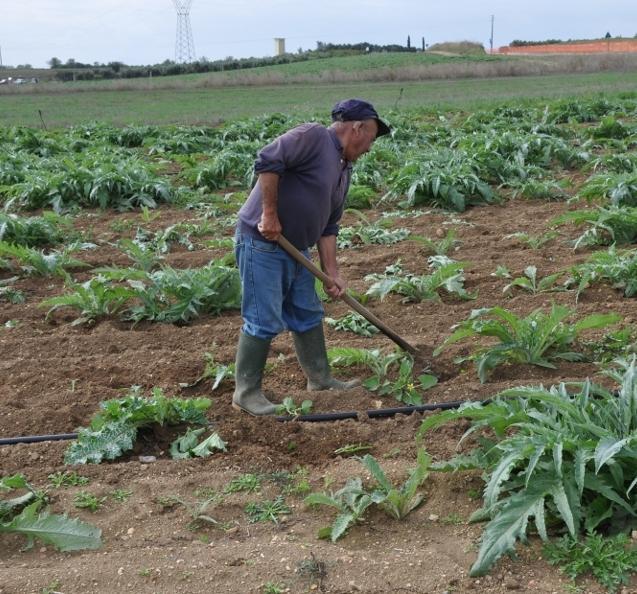 Braccianti e giardinieri nei cantieri comunali 