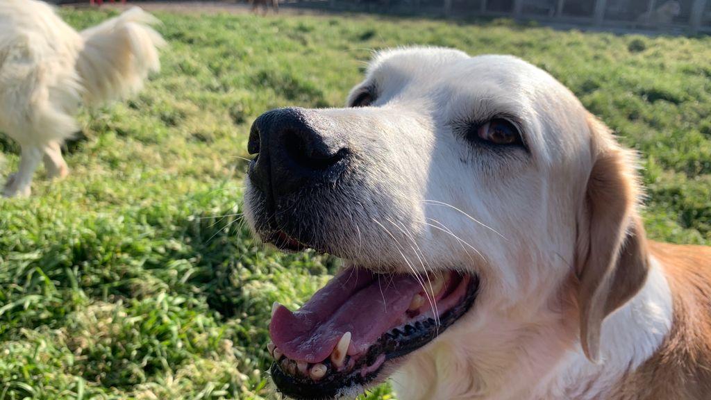 Cane decapitato a Cecina, c’è un sospettato: «Così lo ha ucciso, ecco le prove»