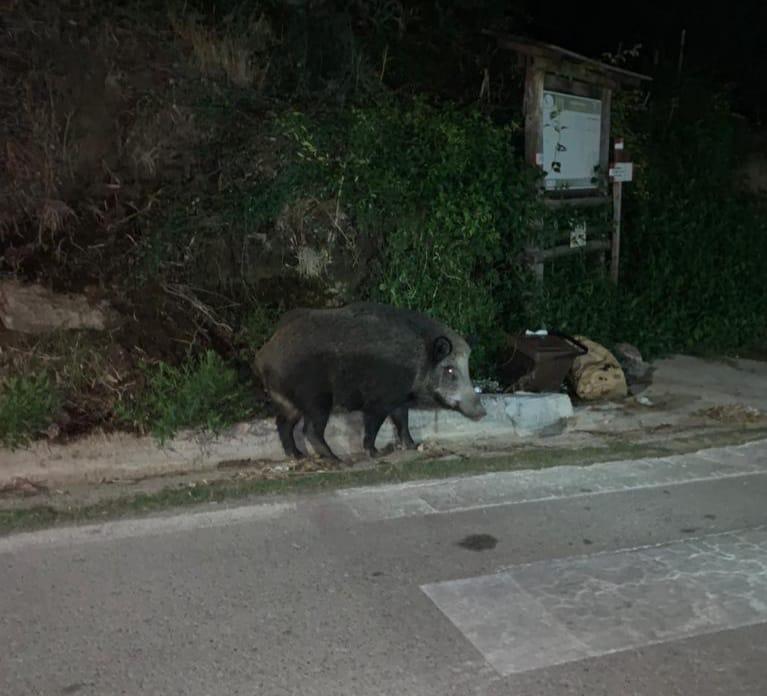 Un cinghiale a “passeggio” lungo l’anello occidentale dell’isola all’altezza di Patresi