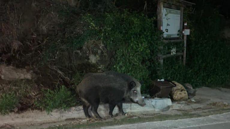 Un cinghiale a “passeggio” lungo l’anello occidentale dell’isola all’altezza di Patresi