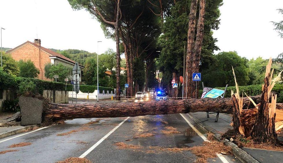 Il pino caduto domenica sulla carreggiata del viale Bustichini