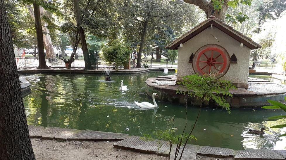 Il laghetto dei cigni in Pineta ha un nuovo custode