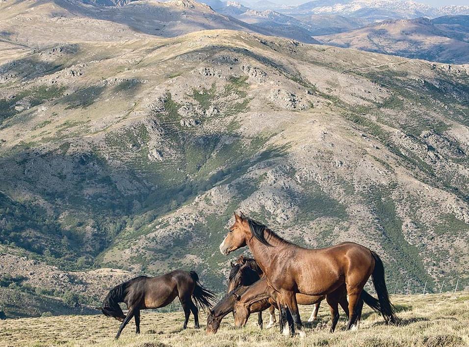 Tra boschi di castagni, aquile e cavalli selvaggi 